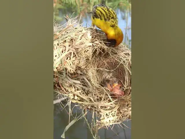 Video thumbnail for Top Bird Sudan Golden Sparrow E-P#01160 #sparrow #bird #goldenbird #goldemspattow #cutebird #nestbi