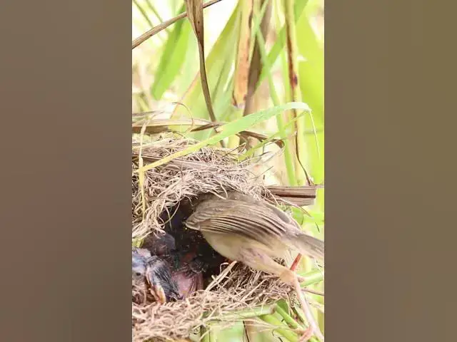 Video thumbnail for Mom taking care babies in nest #birds #nature #shortvideo #viralvideo #birds #farming #wildlife
