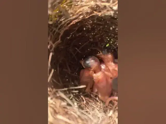 Video thumbnail for Grown Babies Wild Bird #birds #finchbaby #babyanimal #nature #finchbird #babybird #babybirdcare