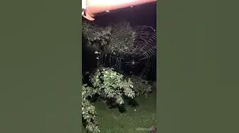 Video thumbnail for Cute spider😉😘🤔#shorts