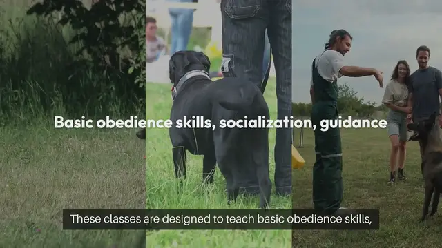 Video thumbnail for Puppy Obedience Classes
