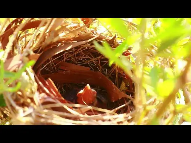 Video thumbnail for Two Tiny Peacock Chicks in the Wild