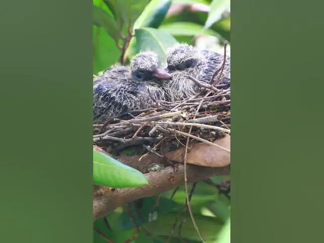 Video thumbnail for Dove Wild Bird  #birds #bird