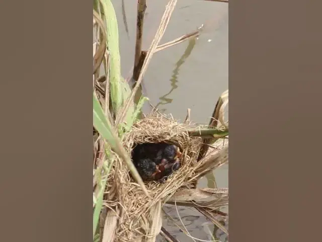 Video thumbnail for Babies Bird Grown Bird #Cries #Feed #Eat #Nest #BirdNest #BabyBirds #BirdCries #FeedingTime #Nesting