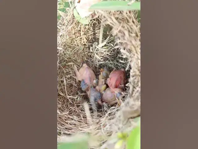 Video thumbnail for Demon bird Babies Birds hungry eat EP#187 #birdslover #birdwatch #birds #beautifulbird  #birds365