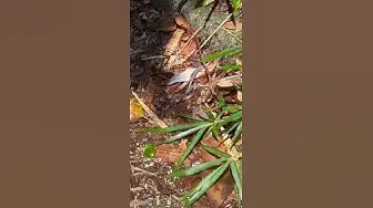 Video thumbnail for Cute lizard😍😘🥰#shorts