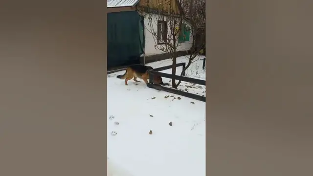 Video thumbnail for Is a German Shepherd a Good Pet?