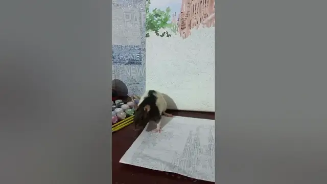 Video thumbnail for Are Rats Considered Cute?