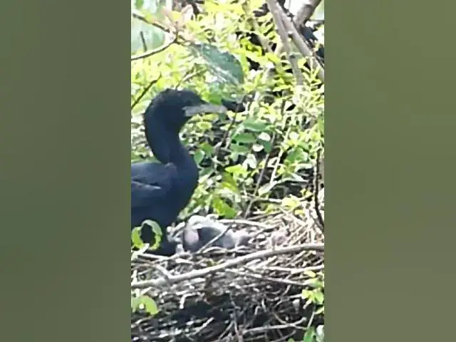Video thumbnail for The Nest of Black bird #Babies  #Nesting #BirdBehavior #BirdWatching #NatureLovers #Wildlife #BirdLi