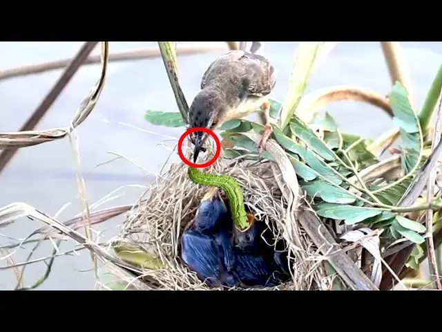 Video thumbnail for Hungry Baby Cuckoo: A Bird's Struggle for Survival  [ @ViralBirdNest  ]