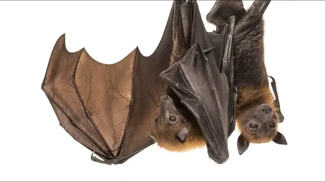Video thumbnail for 15 Fantastic Facts About Flying Foxes