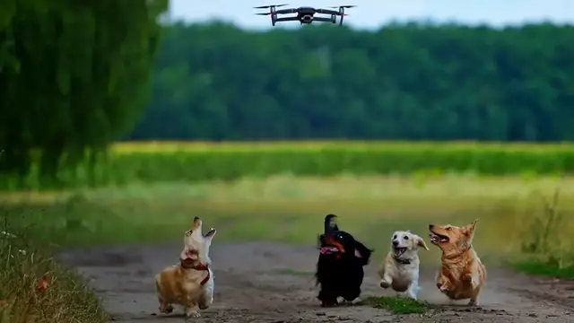 Video thumbnail for Dachshunds vs Drone