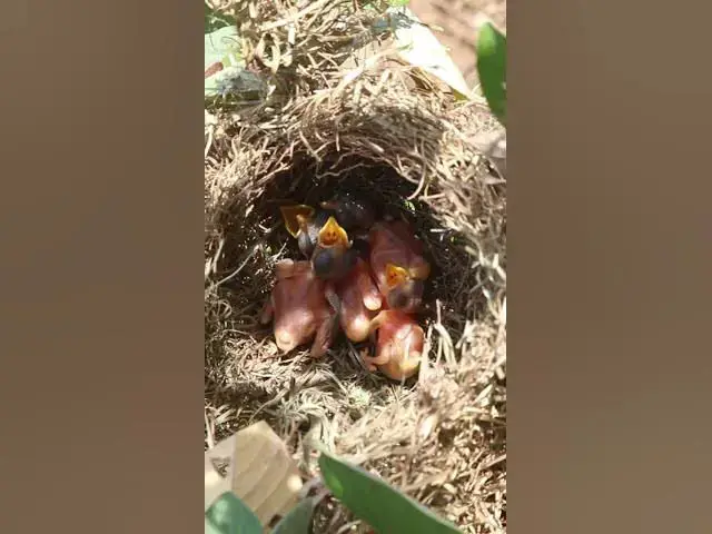 Video thumbnail for Baby Bird Sparrow Grown in Nest #Female #Golden #Feed #Baby #Nest #Start #Results