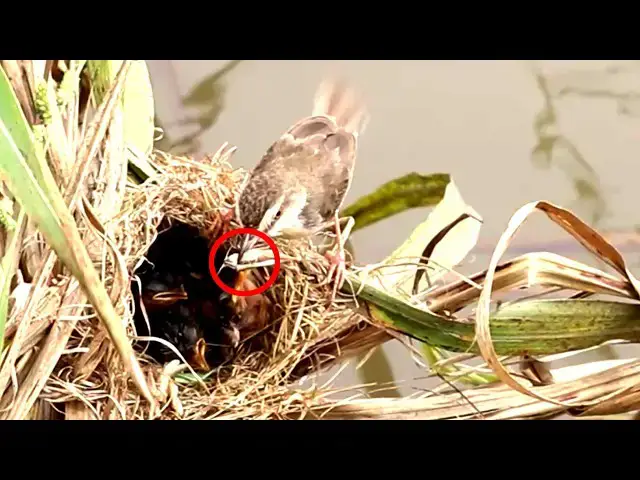 Video thumbnail for Amazing Mother Bird feed to Babies Bird in Nest