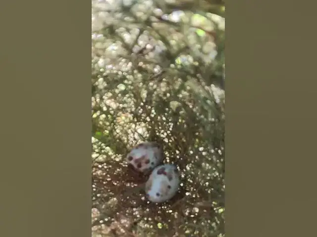 Video thumbnail for Wow Egg Bird Grouth in Nest #Shorts #BabyBirds #CuckooBird #BirdWatching #Nature #Wildlife #BirdLove