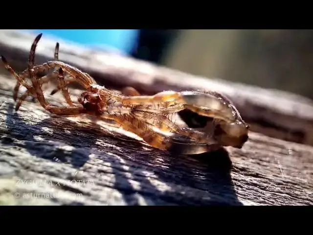 Video thumbnail for Zygiella x-notata