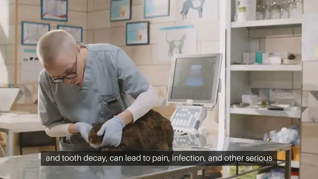 Video thumbnail for Cat Dental Care Tips