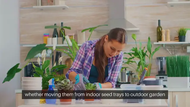 Video thumbnail for Transplanting Seedlings Successfully