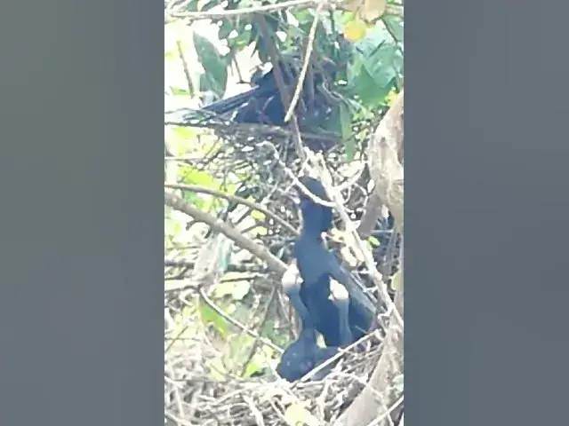 Video thumbnail for Black bird widl babies #sales #contractor  #cutegirl#Shorts #reels   #dacing