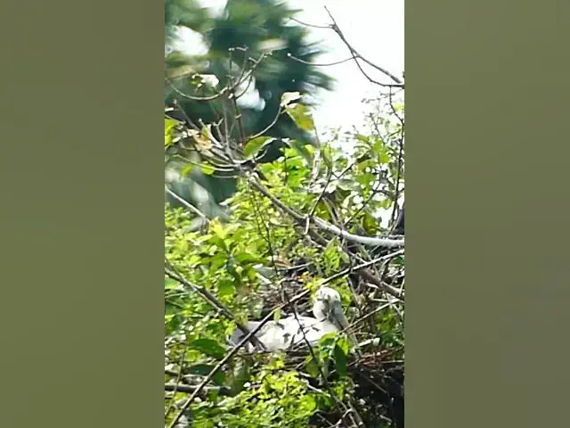 Video thumbnail for Bird Protect Babies Bird  #sales #contractor  #cutegirl#Shorts #reels   #dacing