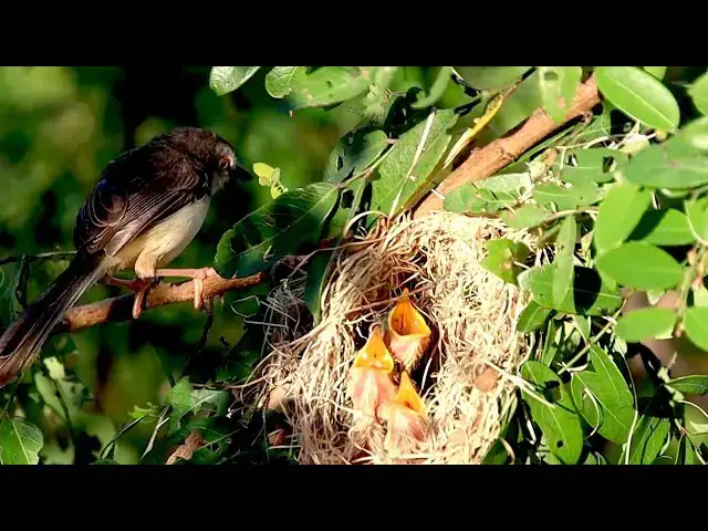 'Video thumbnail for On nest Momy's wild bird feeding it food now'