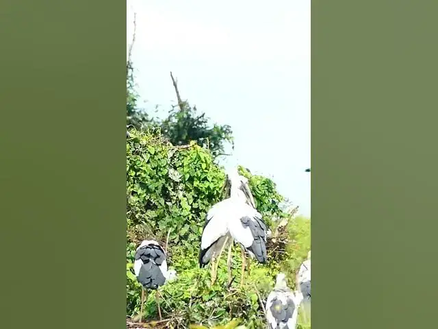 'Video thumbnail for Cucoko Amazing wild birds #viralbird #birds #birdsnest #topbirds #Ttopnest #bird#$'