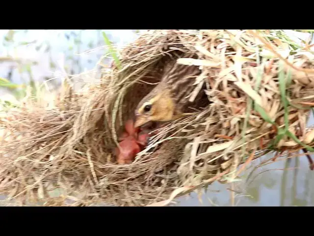 Video thumbnail for The Golden Sparrow Family Bonding: Feeding in Nest @ViralBirdNest