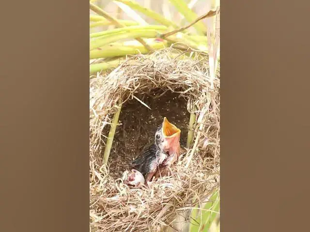 Video thumbnail for Mom taking care babies bird EP#191 #birds #nature #shortvideo #viralvideo #birds #farming #wildlife