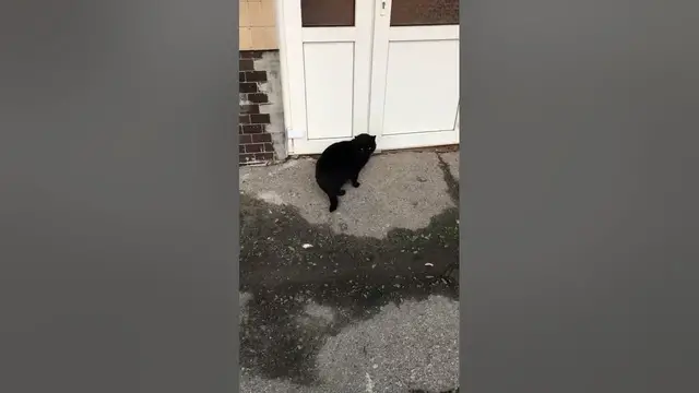 Video thumbnail for What Does Black Cat Symbolize?