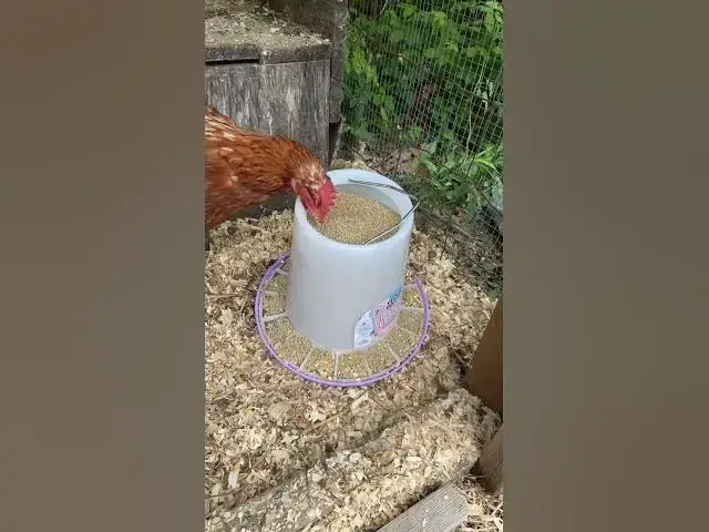 Video thumbnail for When your feeder also opens at the top #Chickens #ChickenFeeder #RaisingChickens