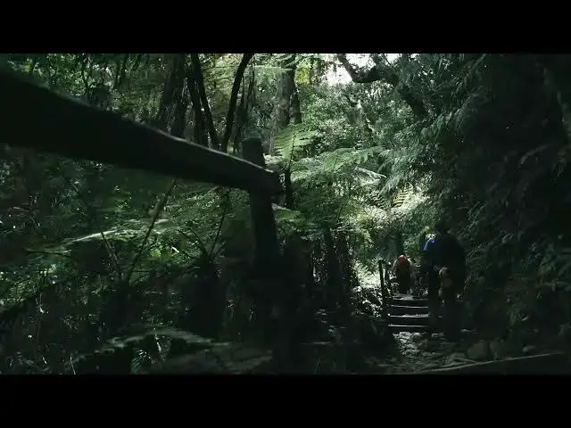 Video thumbnail for "In The Jungle"- Original Song by Echoes