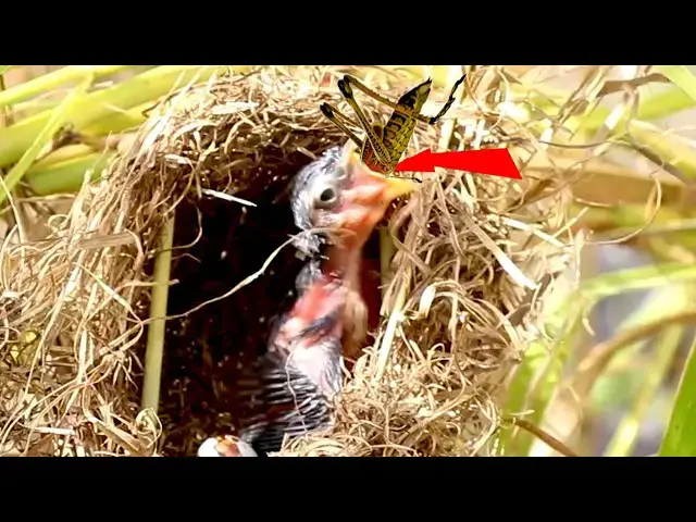 Video thumbnail for The Grown Babies Wild Bird Eating Grasshoper in Nest  [ @ViralBirdNest ]