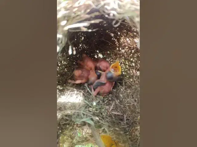 Video thumbnail for #birds #beautifulbird #nature #birdspecies #shorts #trendingshorts #viralshort #shortvideo #birds