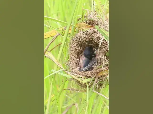 Video thumbnail for Demon bird Babies Birds hungry eat EP#184 #birdslover #birdwatch #birds #beautifulbird  #birds365
