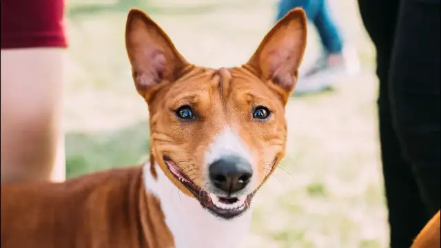 Video thumbnail for Can You Trust a Basenji?
