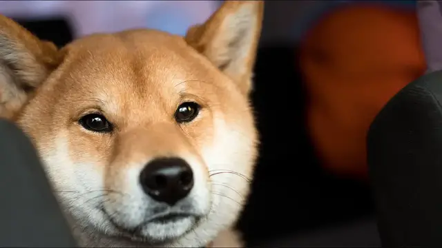 Video thumbnail for 29 Pros and Cons of Owning a Shiba Inu