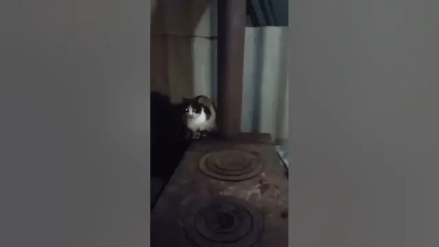 Video thumbnail for How Do I Know If My Cat Is Cold?