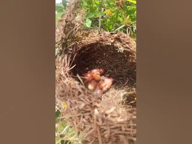 Video thumbnail for Baby Bird wiating feed in nest EP#029 #birdslover #birdwatch #wildlife #birdwatching #nature #birds