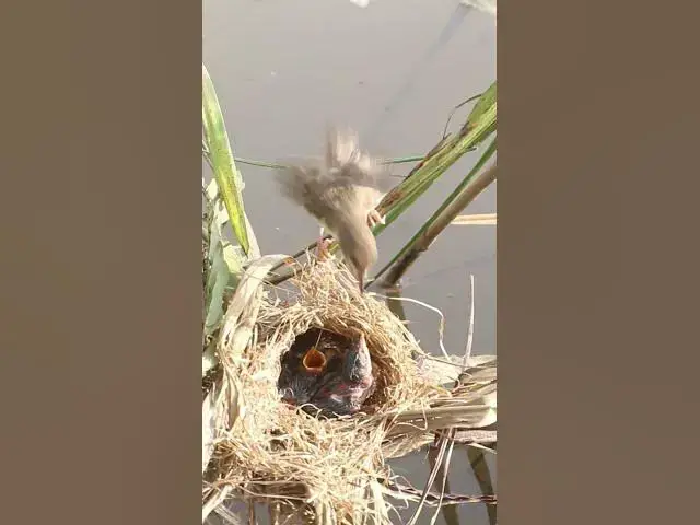 Video thumbnail for Female Bird Feed #birds #birdslover #bird #nest #nestbird #birdcries #feedshorts #feedbird