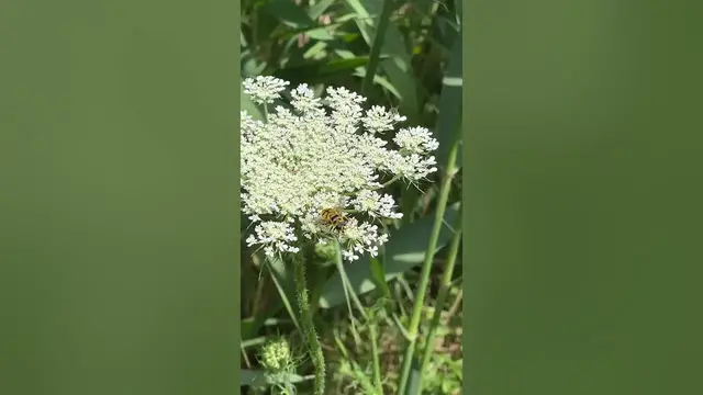 Video thumbnail for Cute bee😍😘🥰#shorts