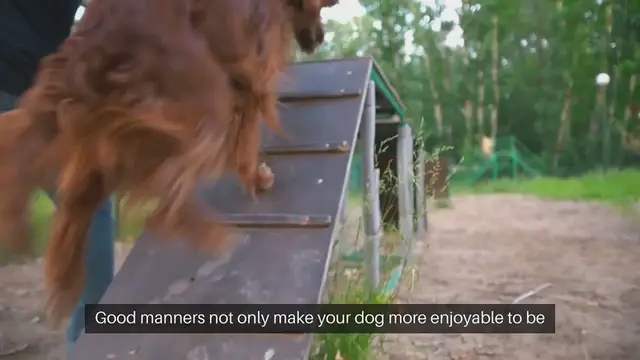 Video thumbnail for Dog Manners Tips