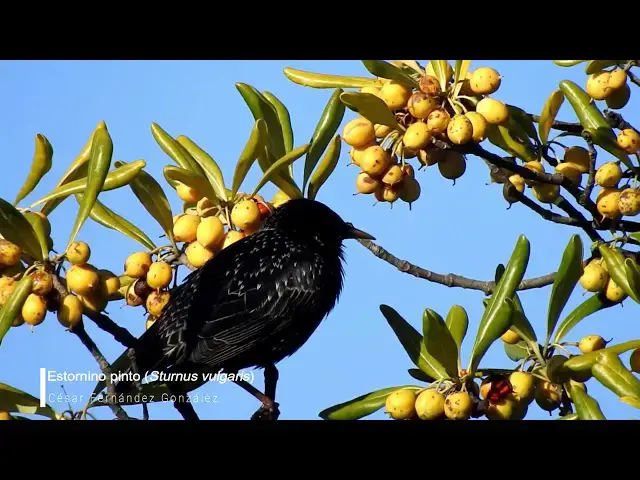 Video thumbnail for Estornino pinto (Sturnus vulgaris)