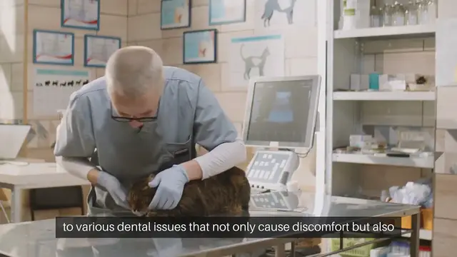 Video thumbnail for Cat Oral Health Importance