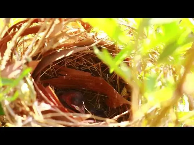 Video thumbnail for Wild Peacock Babies: A Stunning Sight