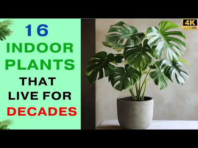 'Video thumbnail for Top 16 Indoor Plants That Live for Decades | Longest Living Indoor Plants'