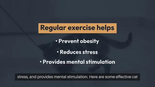 Video thumbnail for Cat Exercise Ideas