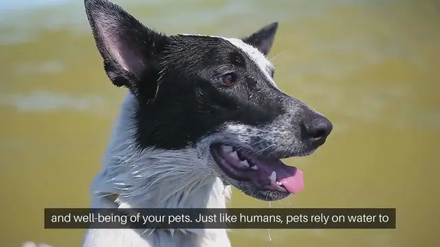 Video thumbnail for Pet Hydration Importance