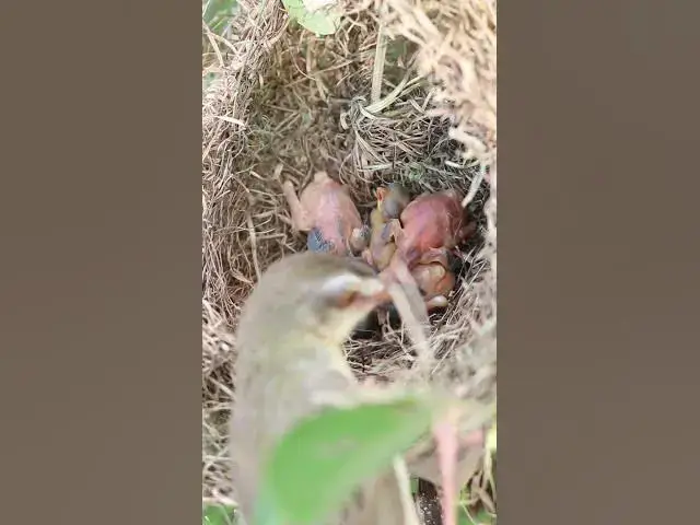 Video thumbnail for Demon bird Babies Birds hungry eat EP#186 #birdslover #birdwatch #birds #beautifulbird  #birds365