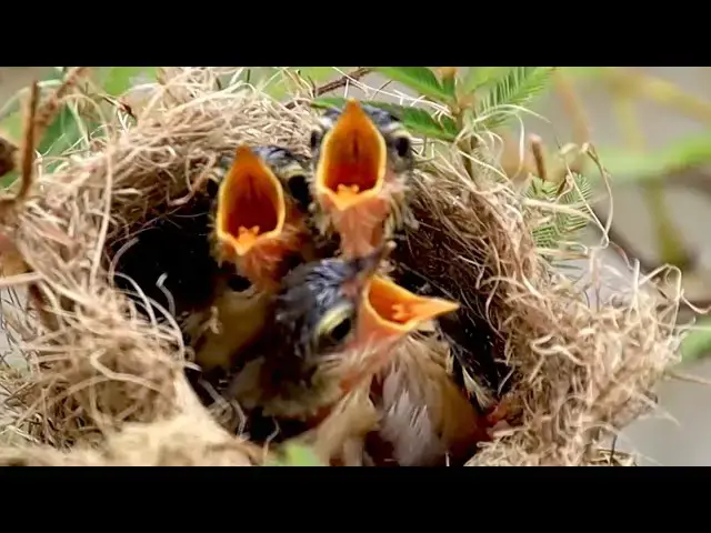 Video thumbnail for Hungry little bird wait to eat food on nest