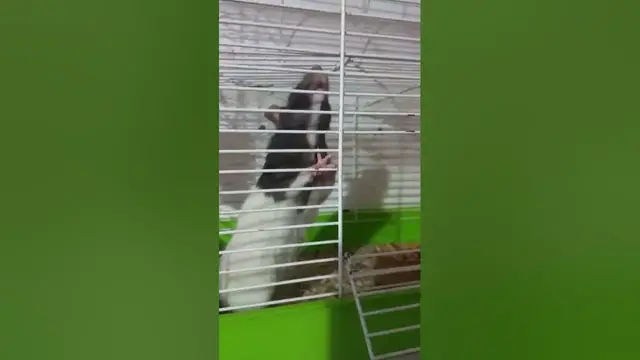 Video thumbnail for What Are Rats Afraid Of?